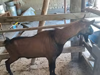 Kozel, Alpine goat — foto 2