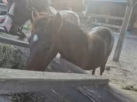 Kůň, Welsh Cob — foto 6
