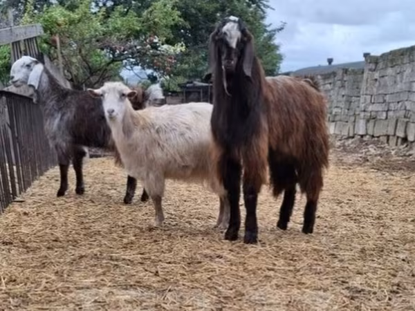 山羊（批次，未指定性别）, Goats