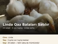 Linda — photo 2