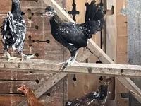 Chickens — foto 3