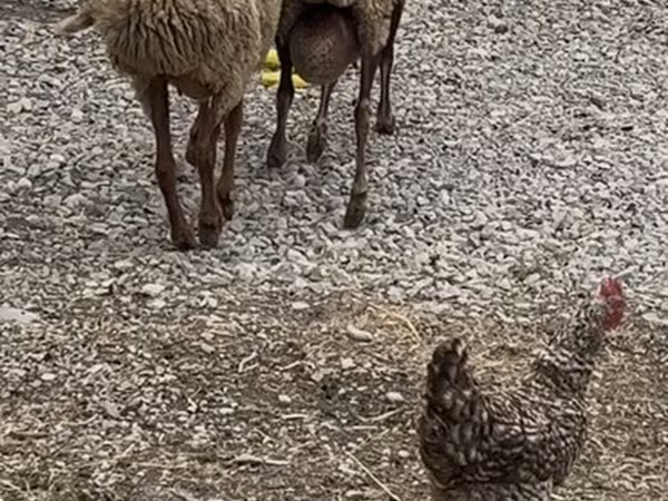Sheep, Sheep — Azerbaijan