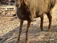 Oveja, Arashan sheep — foto 6