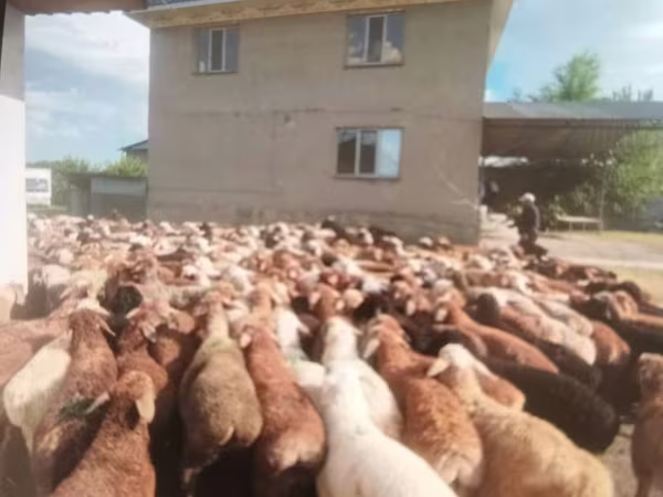 Qoç, Qoyunlar