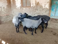 Ovce, Romanov sheep — foto 2