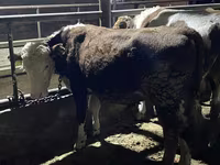 Bull, Latvian Blue cattle — photo 1