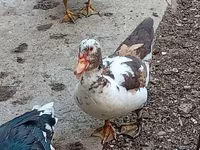 Ducks — foto 2