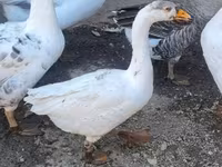 Geese — الصورة 2