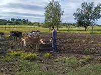 Buğa, Zebu — foto 7