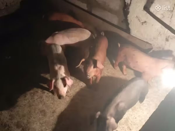 Säue, Schweine