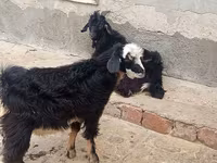 बकरियाँ (लॉट, लिंग निर्दिष्ट नहीं), बकरियाँ — फ़ोटो 3