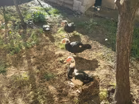 Ducks — photo 5