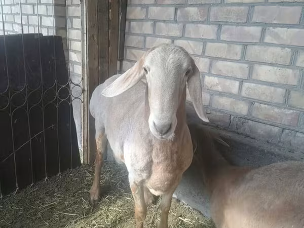 Koza, Nubian Goat