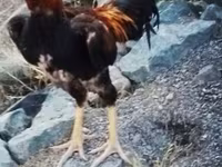 Chickens — الصورة 3
