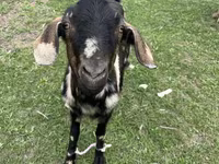 Dişi keçi, Nubian Goat — foto 2
