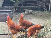 Chickens — Foto 4