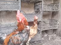 Chickens — फ़ोटो 5