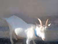 Keçi, Saanen goat — foto 4