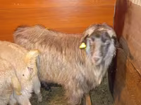 Cabro, Cabras — foto 3