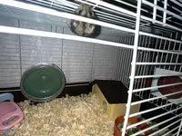 Cüce hamster və tam dəst aksesuarlar Qefes ile biryerde satılır 2-3 — الصورة 5