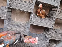 Chickens — الصورة 7