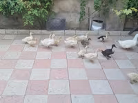 Ducks — foto 6