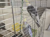Növ: Nimfa tutuquşuları (cockatiel) – 3 ədəd Rənglər: sarı başlı — الصورة 3