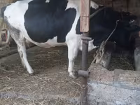 İnək, Russian Black pied cattle — foto 6