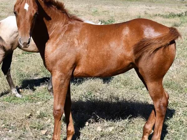 Égua, Quarter Horse