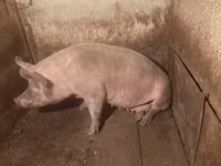Prasnice, Prasata — foto 3