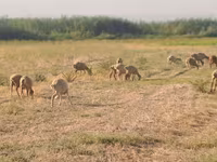 Ram, Sheep — photo 2