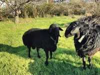 मेढ़ा, Tian-Shan semifinewool sheep — फ़ोटो 2