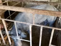 Eber, Schweine — Foto 2