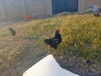 Chickens — foto 2
