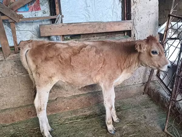 Krava, Alatau plemeno