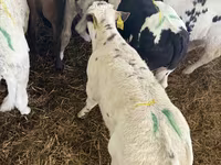 Toro, Ganado vacuno — foto 1