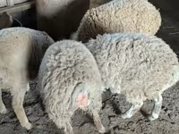 Ram, Sheep — photo 4