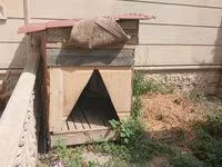 It həyətyanı sahə üçün böyük ölçülü it evi - Material: taxta karkas — फ़ोटो 3