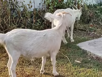 Goat, Saanen goat — photo 1