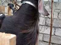 Billy Goat, Goats — photo 5