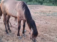 马匹（批次，未指定性别）, Horses — 照片 1