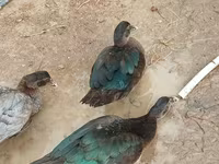 Domestic Muscovy — photo 1