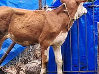 İnək, Simmental cattle — foto 3