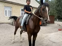 Horse (M), Anglo-Arabian — photo 2