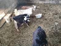 Billy Goat, Goats — photo 1