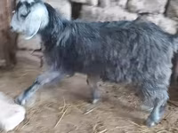 Goat, Goats — photo 5