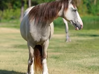 Madyan, Skyros Pony — foto 4
