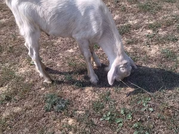 Billy Goat, Goats