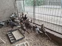 सेब्राइट — फ़ोटो 5
