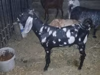 Keçi, Beetal goats — foto 1